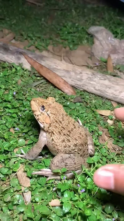 🐸Catch big frogs funny |Try don'tlaugh wepwep catching frogs make youlaugh#shorts🐸
