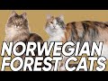 5 Fun Facts You Didn't Know About the Norwegian Forest Cat の動画、YouTube動画。