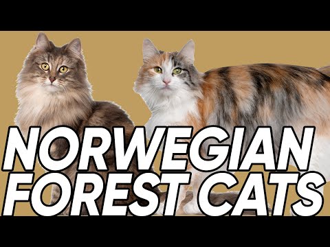 वीडियो: नार्वेजियन वन Cat के बारे में तेजी से तथ्य