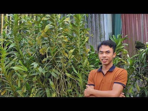 Video Quế & Lan Rừng Thanh Hóa. 0971922686. Lộc & Thu - youtube