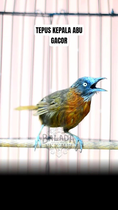 TEPUS KEPALA ABU GACOR NEMBAK KASAR #baladakicau #kicaumania #tepus #tepuskepalaabu