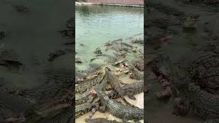 Bone Day for Crocodiles