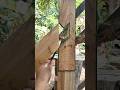 Precision Wood Joinery: Crafting a Perfect Interlocking Joint #Woodworking #Carpentry #DIYProjects