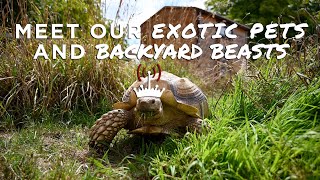 Meet our BACKYARD BEASTS | Ep 3