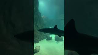 Акулы плавают в Адлерском океанариуме