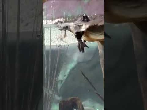 Platypus eating