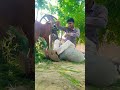 Goat Ke Sath Masti | Cute Village Mini Vlog 🐐❤️ #shorts