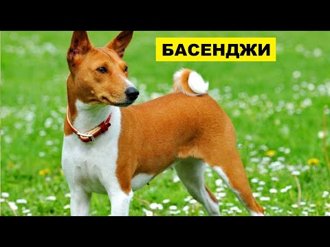 Собака Басенджи описание