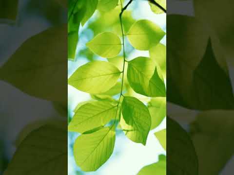 والله ماطلعت شمس ولا غربت كامله في حب الله بصوت احمد محمدي 