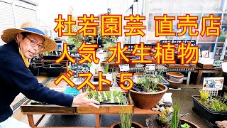 杜若園芸 直売店　人気　水生植物　ベスト５