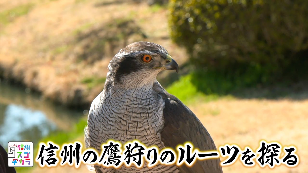 鷹狩り