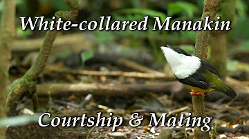 White-collared Manakin (Manacus candei) - Courtship dance and mating