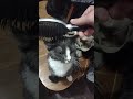 Let&#39;s Brush a Rescue Kitty