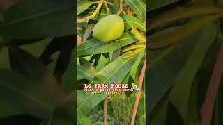 MANGO TREE 🥭🥭LG FARM HOUSE 🏡,PERMACULTURE.