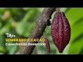 Sembrando Cacao, Cosechando Desarrollo - TvAgro por Juan Gonzalo Angel