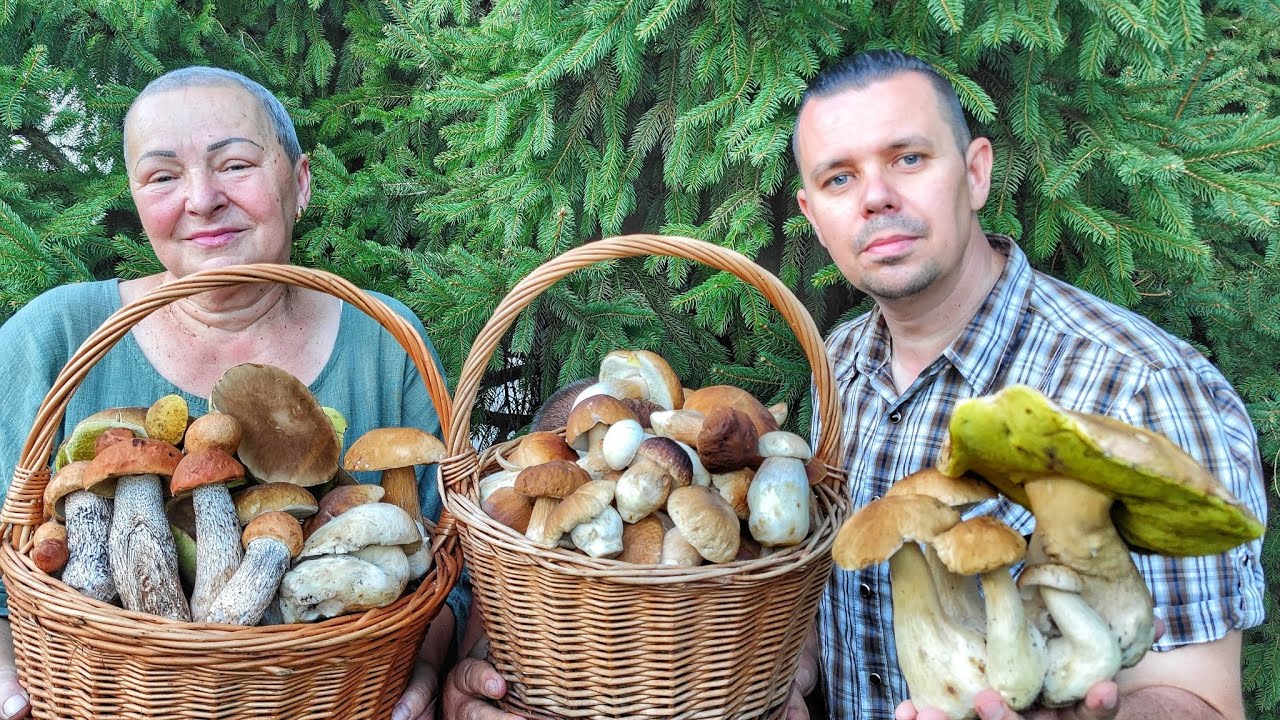 Huby Hriby Houby 14.8.23 OBROVSKÉ nevídané žne dubákov v auguste na Záhorí pokračujú plné koše HÚB