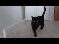 Havana Brown Cat Breed の動画、YouTube動画。