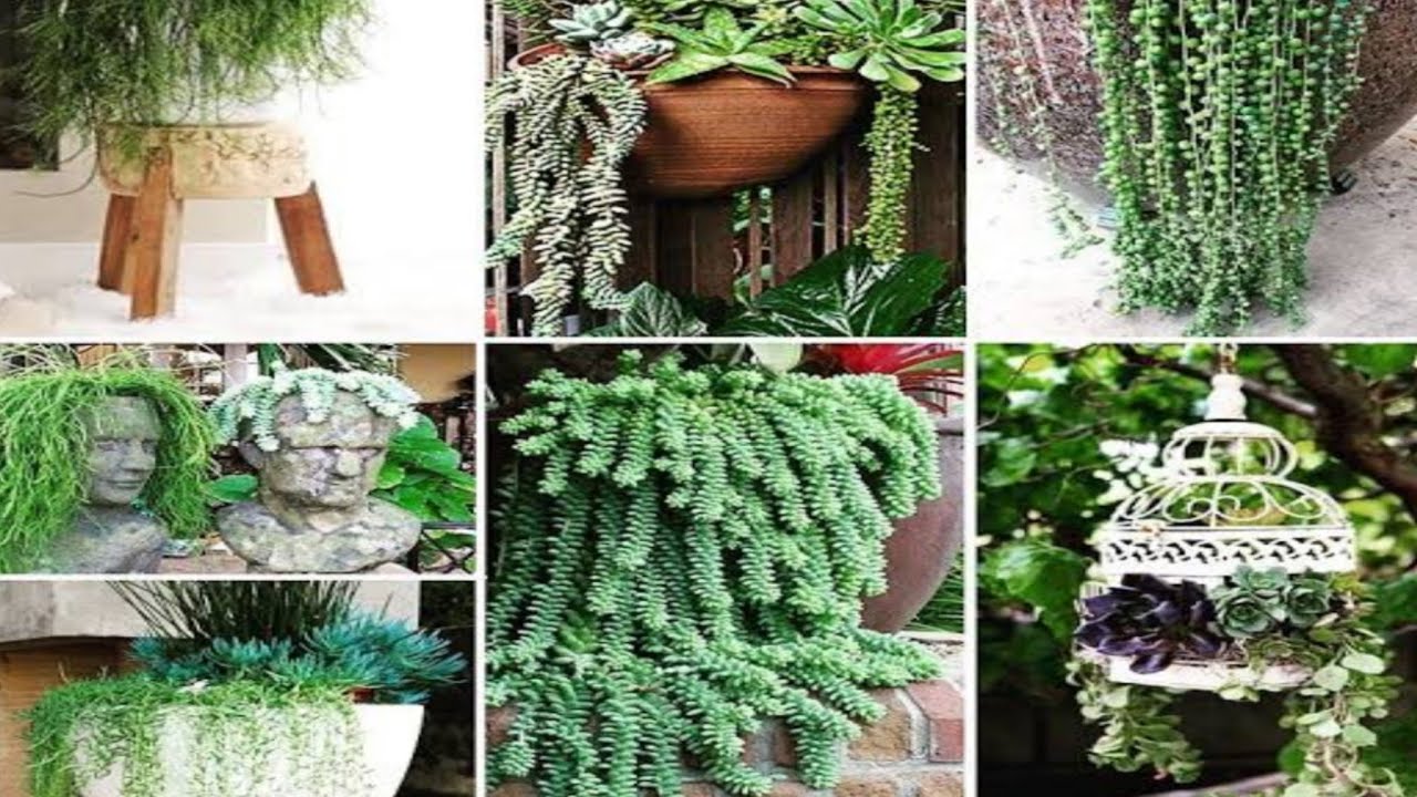 Best hanging plants for your home and balcony / Hanging plants outdoors