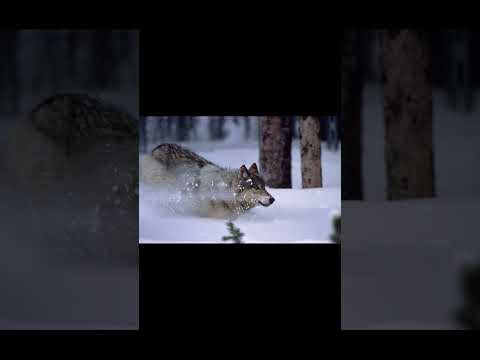 Yellowstone - Well Fed Bears and Handless Tourists | National Parks in 60 Seconds