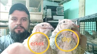 Bıldırcın alırken nelere dikkat edilmeli !!!! ? Quail