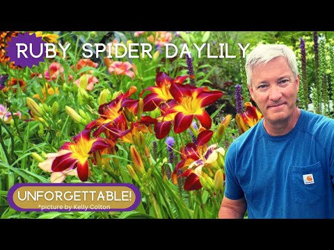 วีดีโอ: แมงมุม Daylily คืออะไร – Spider Daylily Growing Guide