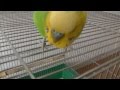 おしゃべりインコのピッピは頭突きが得意！Head-butting of bird