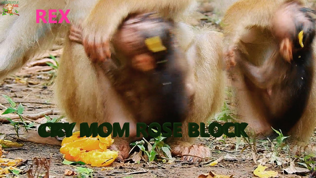 MILLION SAD BABY REX CRY SCREAMING WRONG ...WY MOM ROSE BLOCK MILK TO REX WHILE SO SMALL THAT |