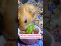 ❤️🩹Please keep your fingers crossed for my sweet hamster 🐹#hamsters #petcare #petshorts #petlove