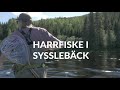 Harrfiske i Sysslebäck, Klarälven