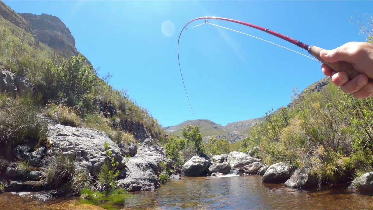 Brown Trout Fly Fishing - Western Cape Stream 