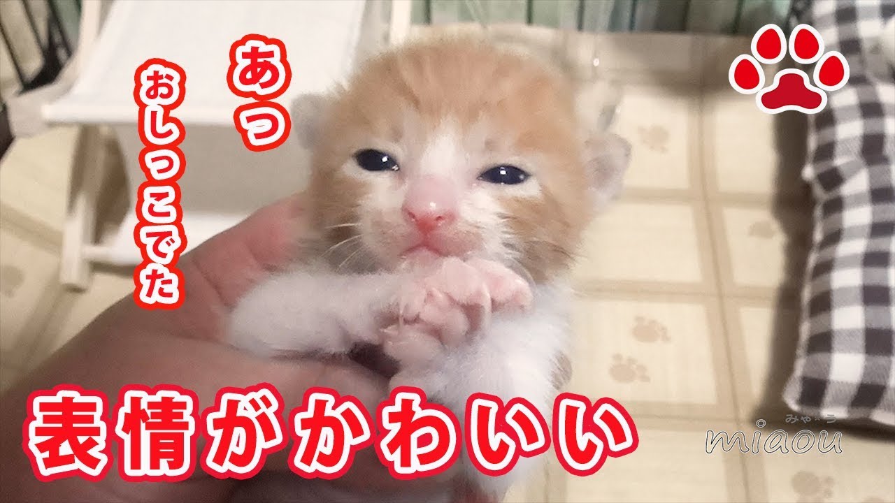 仔猫まや　おしっこが出た時の表情がかわいい The expression when the kitten May is peeing  is cute