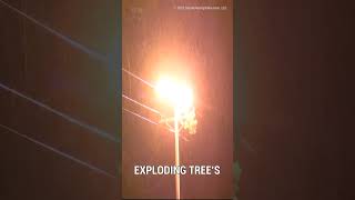 Exploding Tree's Are Real! #shorts