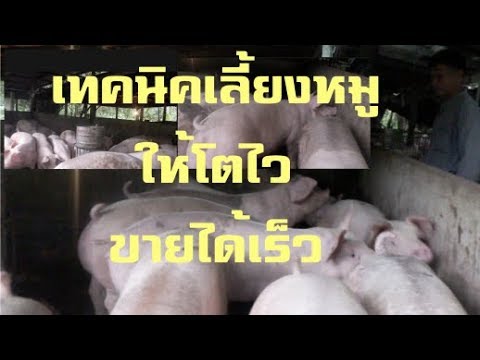 เทคนิคเลี้ยงหมูให้โตไว จับขายได้เร็วขึ้น