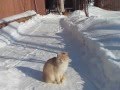 Весёлый кот ловит снежки!