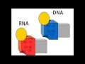Структура РНК и ДНК