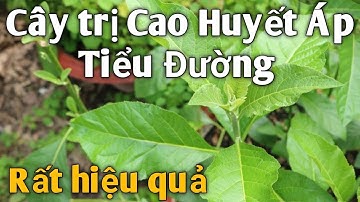 Bài thuốc Dân Gian trị Cao Huyết Áp, Tiểu Đường rất hay. PHAN HẢI Channel.