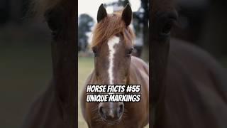 #horses #equestrian #equinelife #animalfacts #education