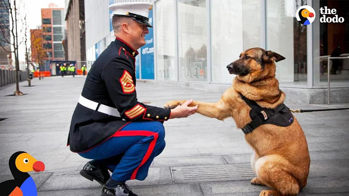 Soldiers Come Home To Dogs Compilation & More | The Dodo Best Of - DayDayNews