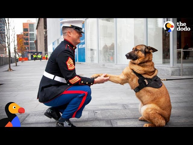 Soldiers Come Home To Dogs Compilation & More | The Dodo Daily