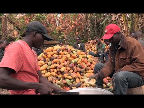 Vidéo: Informations sur la plante de cacao - En savoir plus sur la culture des fèves de cacao