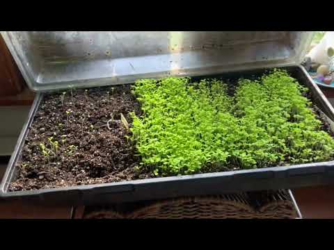 Βίντεο: Καλλιέργεια Nicotiana: Πληροφορίες για το φυτό Nicotiana