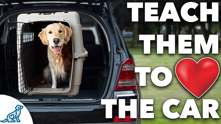 How To Get Your Dog In The Car