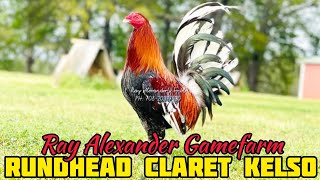Roundhead Claret Kelso - Ray Alexander Gamefarm - Alabama USA