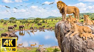 African Wildlife 4K: Tranquil Wildlife Animals Moments with Soft Music & Calming Nature Sounds