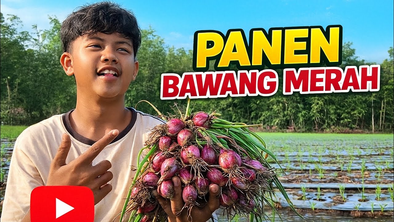PANEN BAWANG MERAH PART 2!