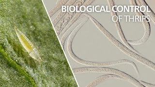 Biological control of thrips  Steinernema feltiae