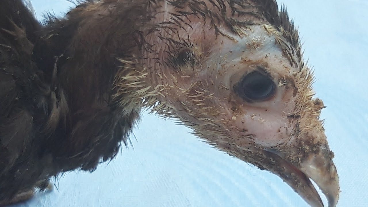 Uzun wiwmesi   goz etrafinda sulug nefes almag agirlawib / mualice ve profilaktik hazirliglar./