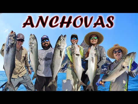Pescaria de Anchovas com Isca Artificial Jumping Jig e Superfície