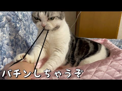 猫と遊ぶ毎日が楽しい【アメリカンショートヘア】
