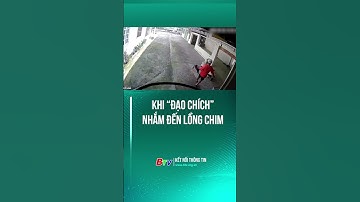 Khi “đạo chích” nhắm đến lồng chim